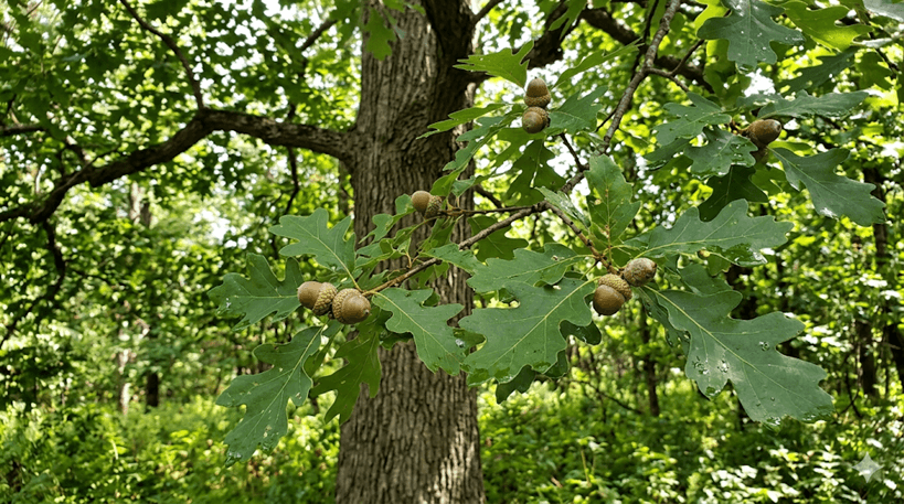 White Oak